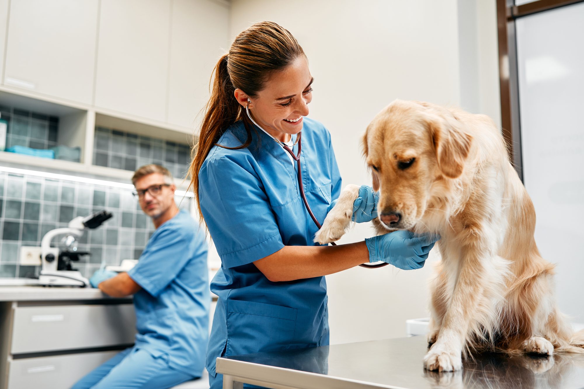 Mosolygó állatorvosnő sztetoszkóppal vizsgál egy golden retrievert, a háttérben kollégája a mikroszkópnál